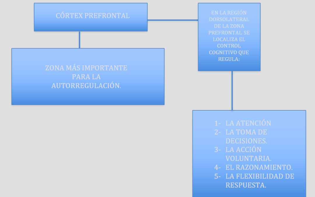 Autorregulación